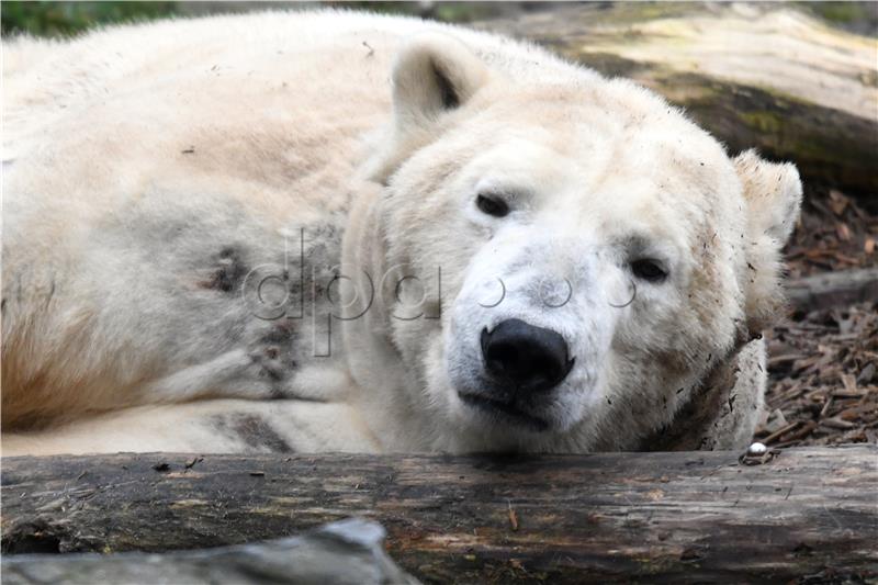 Polarni medvjed spašen u Rusiji nakon što mu je jezik zapeo u limenci mlijeka