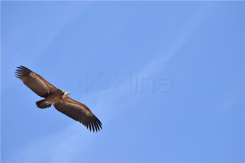 "Hospital" for griffon vultures opens on Cres island