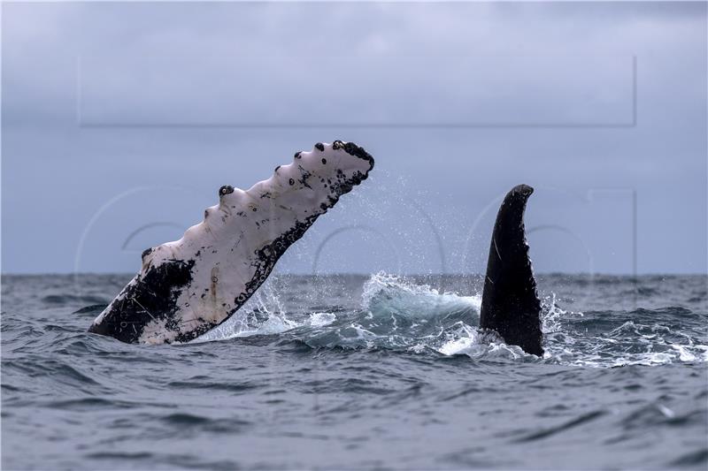 ECUADOR ANIMALS WHALES