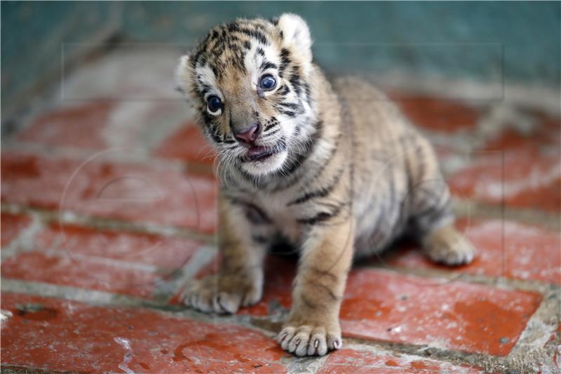 CUBA WILDLIFE