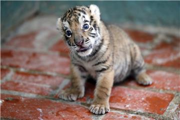 CUBA WILDLIFE