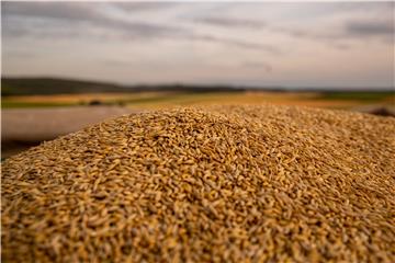 GERMANY PHOTO SET AGRICULTURE BASIC FOOD PRODUCTION