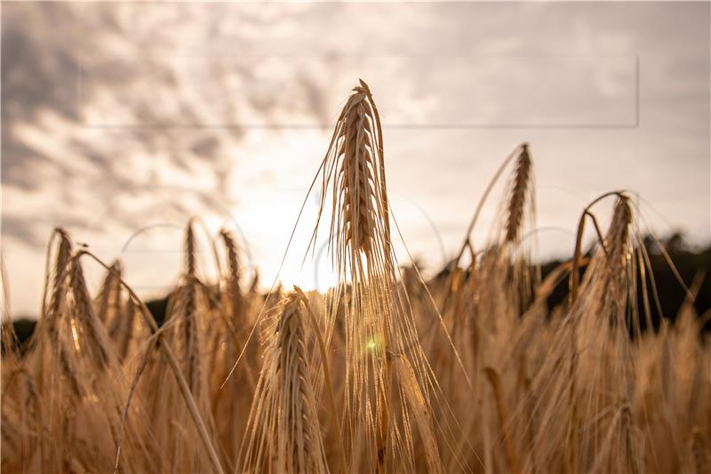 GERMANY PHOTO SET AGRICULTURE BASIC FOOD PRODUCTION