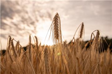 GERMANY PHOTO SET AGRICULTURE BASIC FOOD PRODUCTION