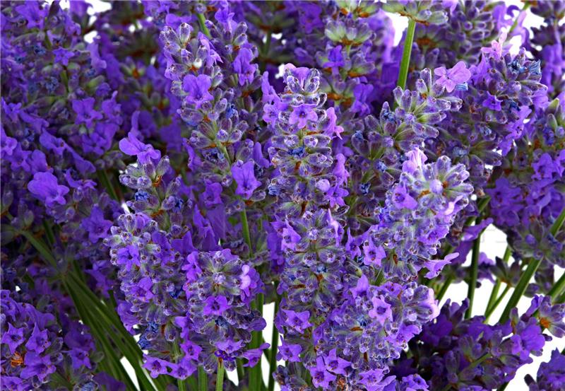 Lavanda