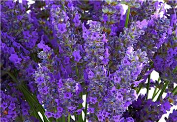 Lavanda