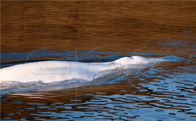 FRANCE BELUGA SEINE RIVER