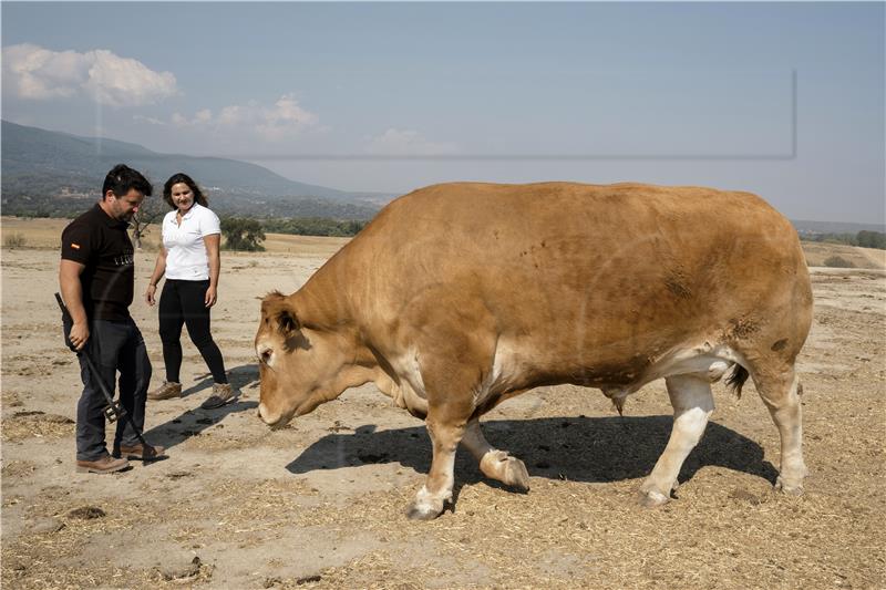 SPAIN ANIMALS CATTLE RAISING