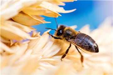 MOLDOVA HONEY FAIR