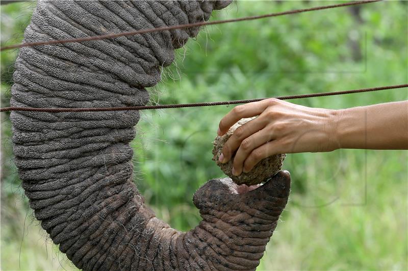 THAILAND PHOTO SET ANIMALS