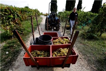 Berba grožđa u Champagneu ovog ljeta kreće ranije