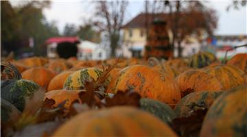 Na ozaljskom području ukradena tona bundeva