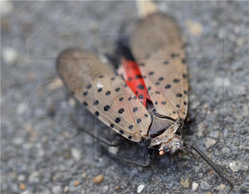 USA SPOTTED LANTERFLY NEW YORK