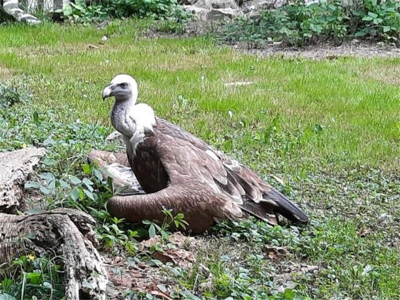 Međunarodni dan ptica strvinara u zagrebačkom ZOO-u