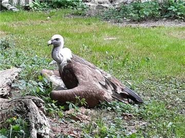 Međunarodni dan ptica strvinara u zagrebačkom ZOO-u