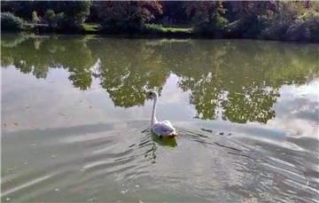 Labud izliječen u oporavilištu zagrebačkog ZOO-a pušten na jezero u Rugvici