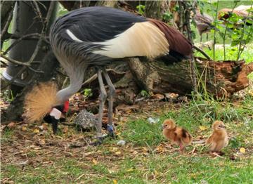 Zagreb: U ZOO-u se prvi put izlegla dva ptića krunatog ždrala