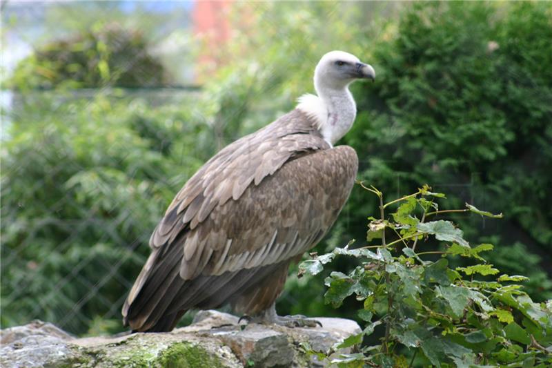 €2.1m project for protection of griffon vultures to be launched in 2023