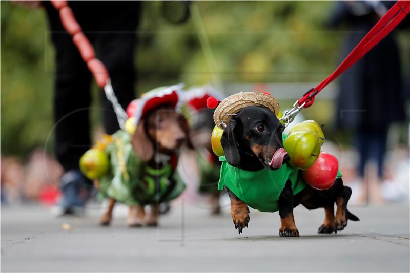 RUSSIA DACHSHUNDS PARADE