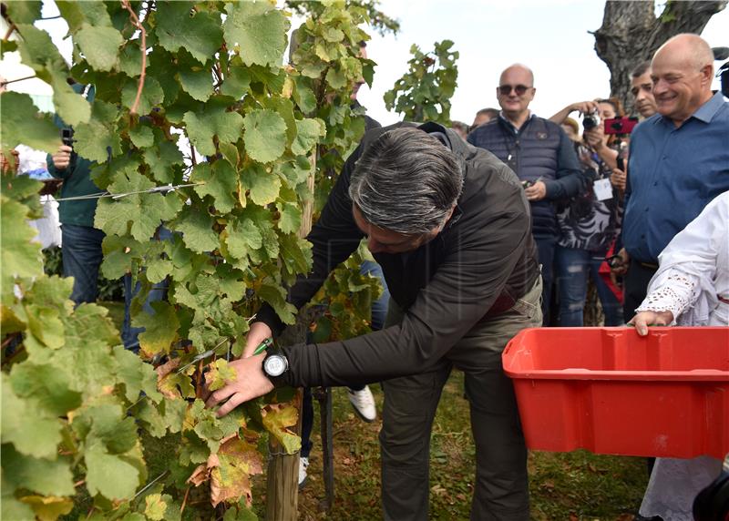 Diplomatic Grape Harvest held on Mt Plešivica