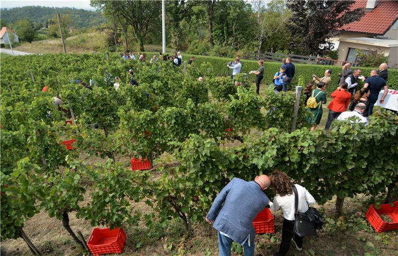 Diplomatska berba na Plešivici