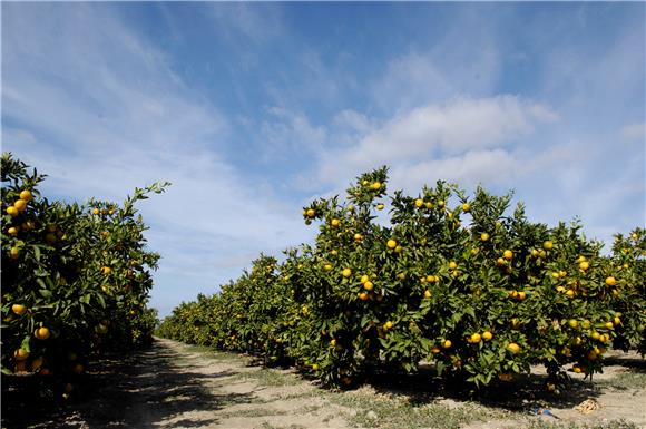 Croatia's mandarin yield expected to be 30% lower this year