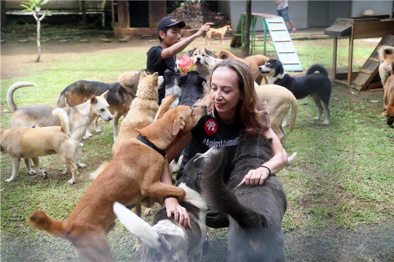 INDONESIA ANIMALS DOGS RESCUED