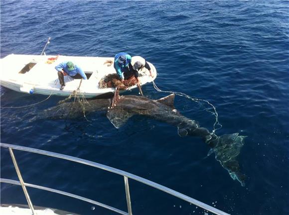 Adriatic boasts 60 species of sharks and rays, many endangered, research shows