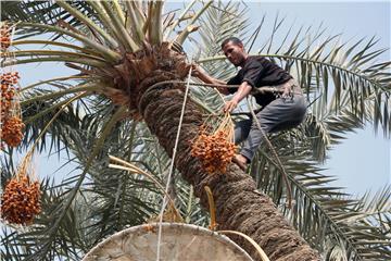 EGYPT AGRICULTURE DATES