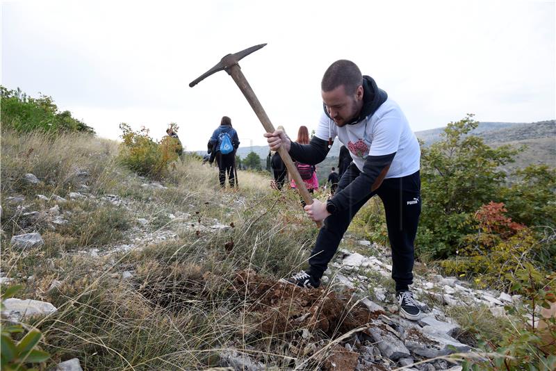 Akcija Boranka: 150 splitskih srednjoškolaca i izviđača pošumljavalo Mosor