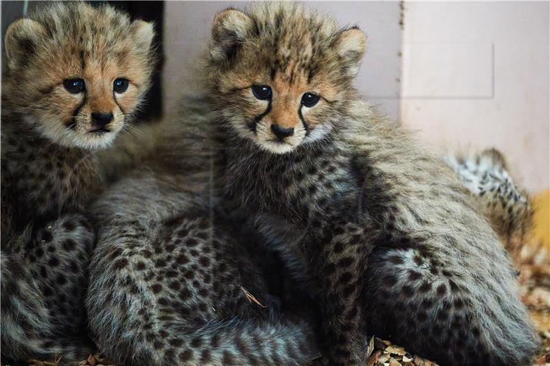 Kubanski zoo pomaže gluhim posjetiteljima da iskuse divljinu