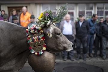 SWITZERLAND CATTLE SHOW SCHWELLBRUNN