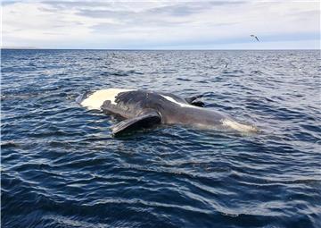 ARGENTINA WHALES