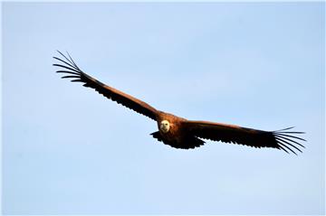 Eight griffon vultures released from rehabilitation centre on Cres