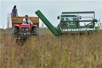 Value of Croatian agricultural production up 13.3% in 2021