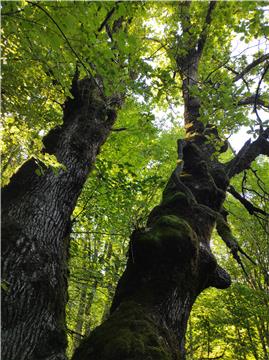 Croatia's 250-year-old oak to contend for European Tree of the Year title