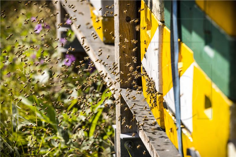 Ten bee hotels set up in Medvednica Nature Park