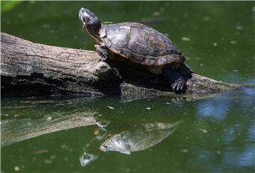 Major EU project for river turtle conservation in southern Croatia launched