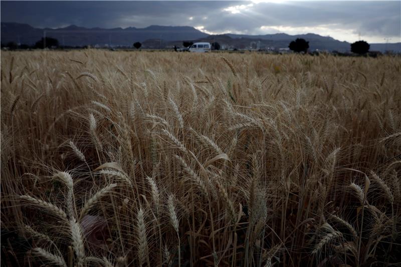 YEMEN AGRICULTURE WHEAT