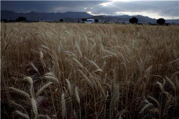 YEMEN AGRICULTURE WHEAT