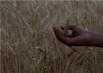 YEMEN AGRICULTURE WHEAT