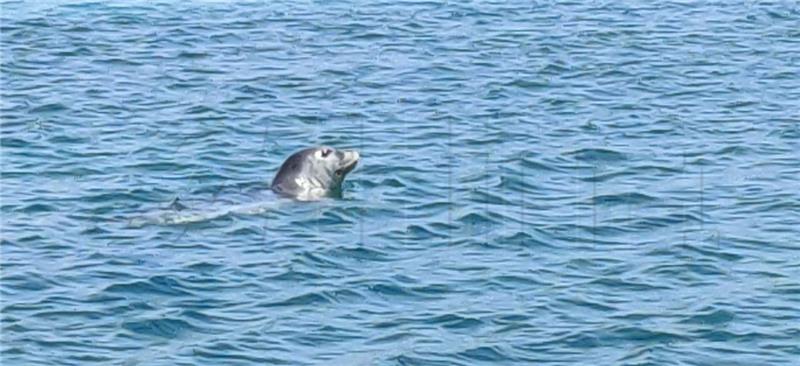 Mediterranean monk seal seen on Dubrovnik's Danče beach