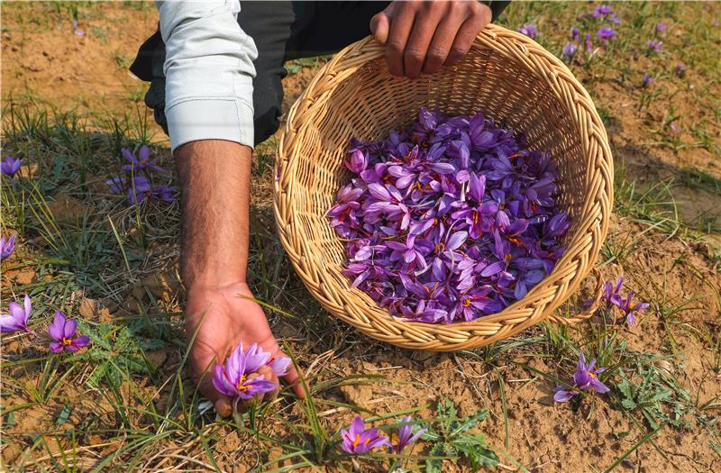 INDIA KASHMIR AGRICULTURE SAFFRON