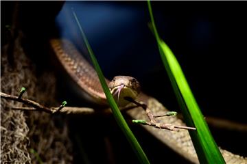 SWEDEN ANIMALS KING COBRA