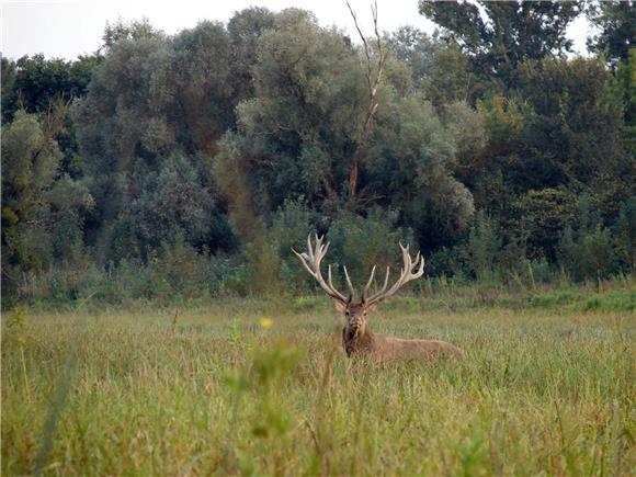 Karlovačka županija: 419 naleta na divljač, skoro 1,8 milijuna kuna štete na vozilima