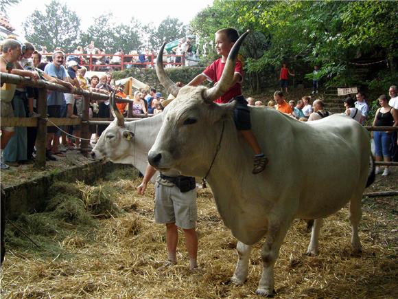 Meat of Boškarin cattle granted protected designation of origin