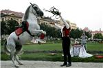 Lipizzan horse breeding gets UNESCO heritage status