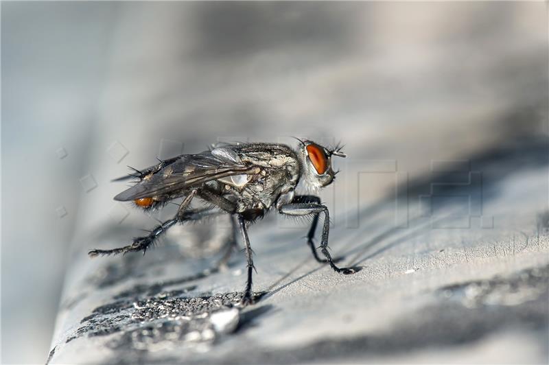 Insekti kukci eko sustav ekologija člankonošci izumiranje