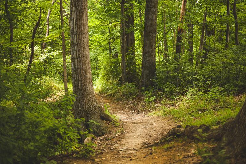 Šuma priroda deforestizacija ekologija 