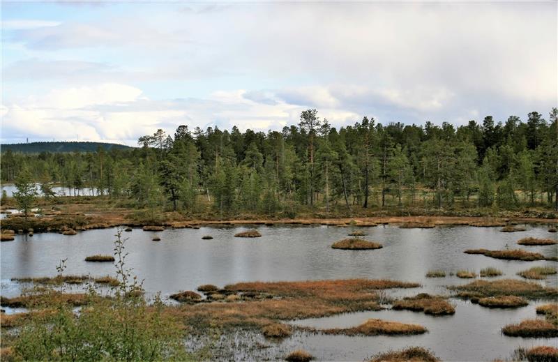 Tajga Laponija Finska šume ekosustav globalno zatopljenje klimatske promjene